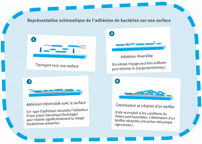 Représentation schématique de l'adhésion de bactéries sur une surface. 1 Transport vers une surface. 2 Adhésion réversible. (Un simple rinçage peut être suffisant pour éliminer la charge bactérienne.) 3 Adhésion irréversible avec la surface. (Ce type d’adhésion nécessite l’utilisation d’une action mécanique [brossage] pour réduire significativement la charge bactérienne présente.) 4 Colonisation et création d’un biofilm. (Cela se produit si les conditions du milieu sont favorables. L’élimination d’un biofilm nécessite une action mécanique vigoureuse.)