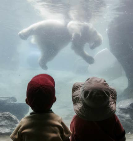 Photo de deux enfants observant un ours polaire à l'aquarium